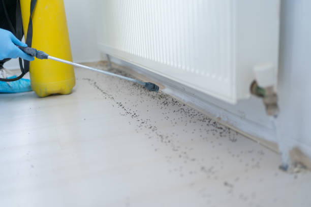 Best Flea Control Services  in Royal City, WA