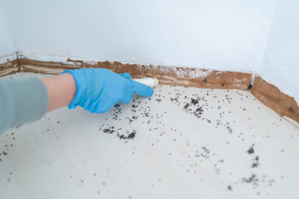 Professional Pest Control in Royal City, WA
